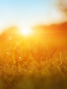 Grass. Fresh Green Spring Grass With Dew Drops Closeup. Sun. Soft Focus. Abstract Nature Background. Rice Plant At Sunset