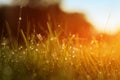 Grass. Fresh Green Spring Grass With Dew Drops Closeup. Sun. Soft Focus. Abstract Nature Background. Rice Plant At Sunset Royalty Free Stock Photo