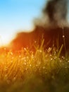 Grass. Fresh Green Spring Grass With Dew Drops Closeup. Sun. Soft Focus. Abstract Nature Background. Rice Plant At Sunset Royalty Free Stock Photo