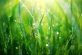 Grass. Fresh green spring grass with dew drops Royalty Free Stock Photo