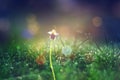 Grass. Fresh green spring grass with dew drops closeup Royalty Free Stock Photo