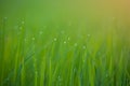 Grass. Fresh green spring grass with dew drops closeup.Soft Focus. Abstract Nature Background Royalty Free Stock Photo