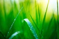 Grass. Fresh green spring grass with dew drops closeup. Soft focus. Abstract nature background Royalty Free Stock Photo