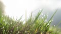 Grass. Fresh green spring grass with dew drops closeup. Soft focus. Abstract nature background. Royalty Free Stock Photo