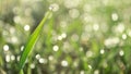 Grass. Fresh green spring grass with dew drops closeup. Soft focus. Abstract nature background. Royalty Free Stock Photo