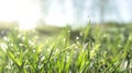 Grass. Fresh green spring grass with dew drops closeup. Soft focus. Abstract nature background. Royalty Free Stock Photo