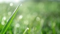 Grass. Fresh green spring grass with dew drops closeup. Soft focus. Abstract nature background. Royalty Free Stock Photo