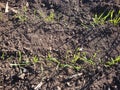 Grass. Fresh green spring grass with dew drops closeup. Sun. Royalty Free Stock Photo