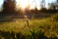 Grass. Fresh green spring grass with dew drops closeup. Royalty Free Stock Photo