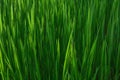 Grass. Fresh green spring grass with dew drops closeup. Sun. Soft Focus. Abstract Nature Background Royalty Free Stock Photo