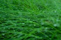 Grass. Fresh green spring grass with dew drops. Soft Focus. Abstract nature background. Copy space. Royalty Free Stock Photo