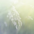 Grass. Fresh green spring grass. Soft Focus. Abstract Nature Background Royalty Free Stock Photo