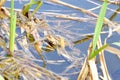 Grass frog basks in the reeds in the pond