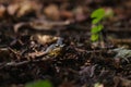 Grass frog camouflaged on the ground in the forest Royalty Free Stock Photo