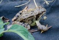 grass frog ground toad close-up Royalty Free Stock Photo