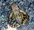 grass frog ground toad close-up