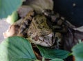 grass frog ground toad close-up Royalty Free Stock Photo