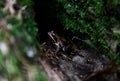 Grass frog in the hollow