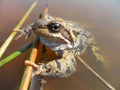 Grass frog (Rana temporaria)