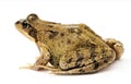 Grass frog Rana temporary isolated on shite