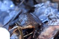 Grass frog on rocks