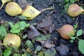 Grass frog sitting on the ground among the fallen fruits of a pear.