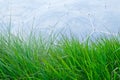 Grass in front of Eden Project Royalty Free Stock Photo