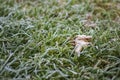 The Grass With Frost. Closrup photo