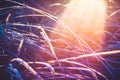 Grass frost sunset Royalty Free Stock Photo