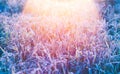 Grass frost sunset Royalty Free Stock Photo