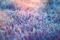 Grass frost sunset Royalty Free Stock Photo