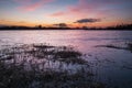 Grass in a frozen lake and a colorful sunset Royalty Free Stock Photo