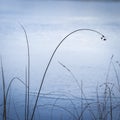 Grass by frozen Loch Mallachie in Scottish Highlands. Royalty Free Stock Photo