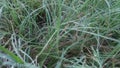 Grass full of droplets early morning Royalty Free Stock Photo