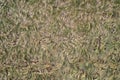 Grass/ fur texture, aerial view of empty grass field