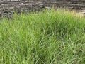 grass in the garden, flora and nature