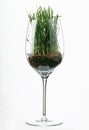 Grass in a Glass Royalty Free Stock Photo