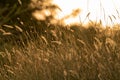 grass glowing in golden light Royalty Free Stock Photo