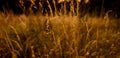 Grass, Golden hour Royalty Free Stock Photo