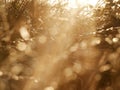 Grass in golden sunset with light and bokeh background medium shot Royalty Free Stock Photo