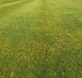 Grass golf course background green lawn Royalty Free Stock Photo