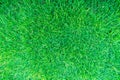 Grass Golf Courses green lawn pattern textured background. Royalty Free Stock Photo