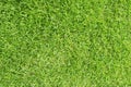 Grass Golf Courses green lawn pattern textured background. Green grass texture background Top view. Royalty Free Stock Photo