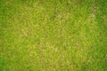 Grass Golf Courses green lawn pattern textured background. Green grass texture background, Top view of grass garden Ideal concept Royalty Free Stock Photo