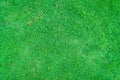 Grass Golf Courses green lawn pattern textured background. Green grass texture background. Royalty Free Stock Photo