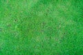 Grass Golf Courses green lawn pattern textured background. Green grass texture background Royalty Free Stock Photo