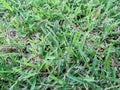 Grass Royalty Free Stock Photo