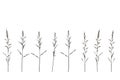 Grass grass flowers White backdrop clipping path