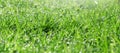 Grass Royalty Free Stock Photo