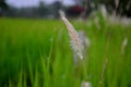 Grass,grass, heather, mead, meadow, pampas, prairie Royalty Free Stock Photo